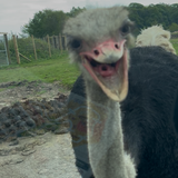 ostrich Copy.png