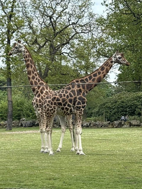 giraffe Copy.jpg