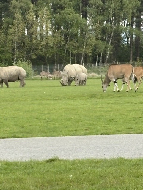 rhino 1 Copy.jpg