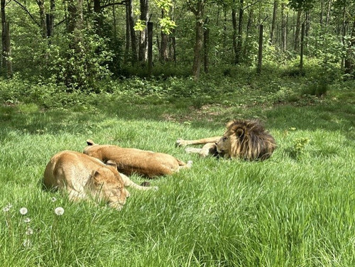 lion Copy.jpg