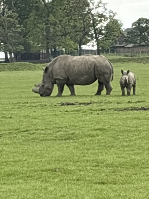 rhino 2 Copy.jpg