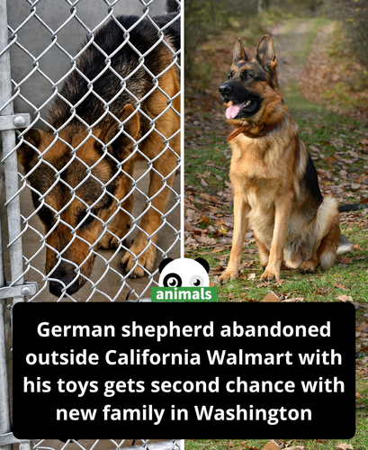 632. German Shepherd Abandoned at a California Walmart with All of His Toys Gets a Second Chance.png