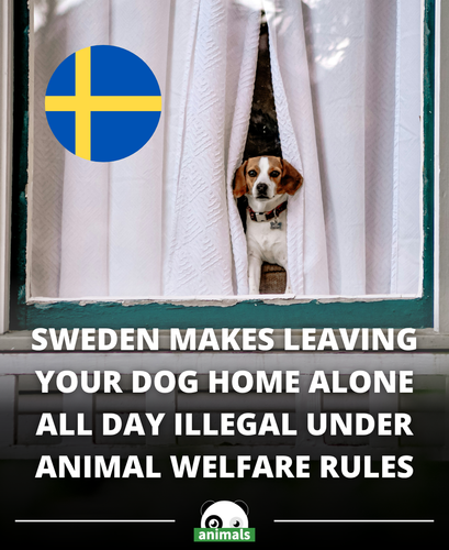 638. In Sweden, leaving your dog home alone all day isn’t just frowned upon it’s actually illegal.png