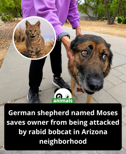 634. German Shepherd Saves Its Owner from Rabid Bobcat After Attack Spree in Neighborhood.png