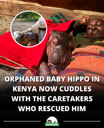 631. Orphaned Baby Hippo Found Nudging His Dead Mother Is Now Cuddling Up to His Human Heroes After .png