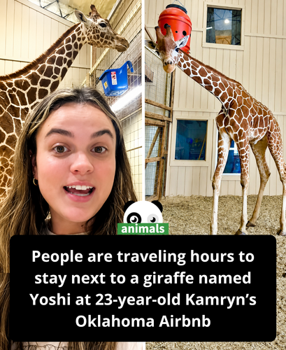 633. Tourists Are Traveling Hours to Wake Up Next to a Giraffe in 23 Year Old’s One of a Kind Airbnb.png