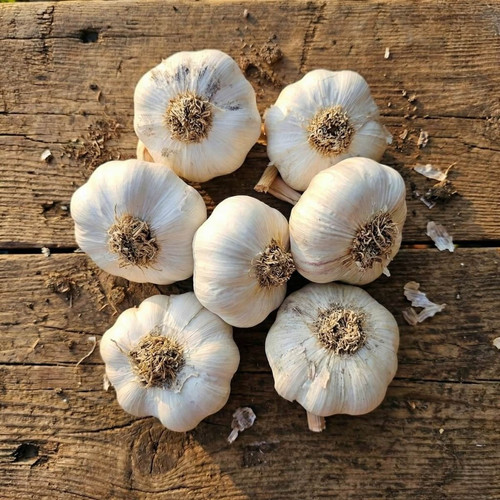 garlic australian white bulbs 6207067.jpg