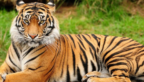 Royal Bengal Tiger.jpg