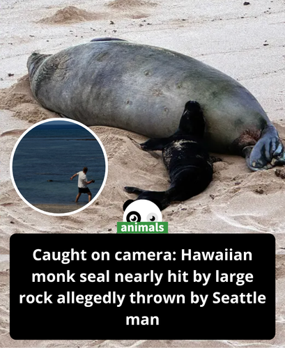 643. Seattle man investigated after video shows him throwing rock at Hawaii monk seal.png