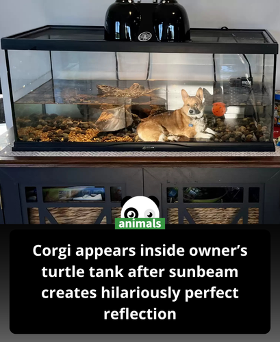 642. Woman Glances Into Her Turtle’s Aquarium And Sees Someone Unexpected.png