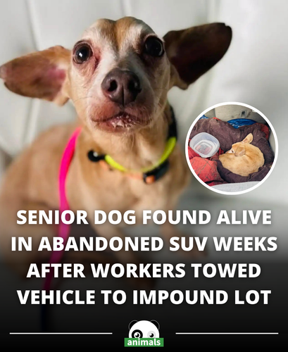 640. Car Sits In Impound Lot For Weeks — Then Workers Realize Someone’s Inside.png