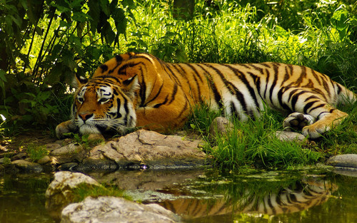 Royal bengal tiger wallpaper.jpg