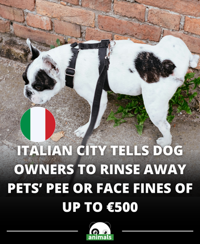 644. Italian city orders dog owners to wash away urine or face €500 fine.png
