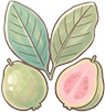 guava2.png
