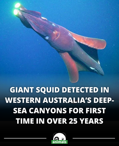641. Giant squid found in Western Australian waters in eDNA study.png