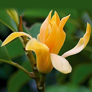 no perennial yes swarna champa m (1).jpg