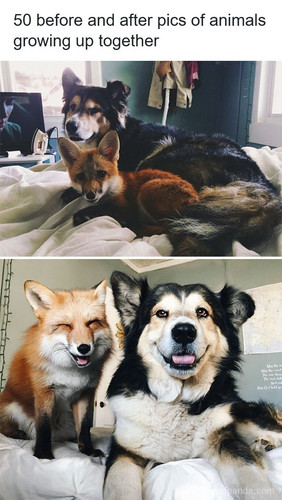 animals growing up together.jpg