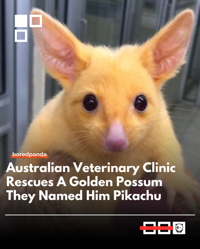 Pikatchu.png