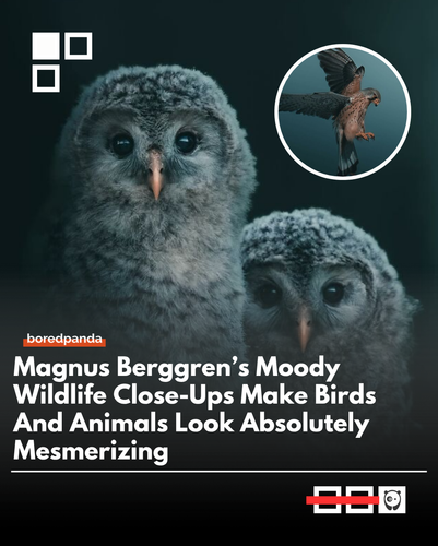Birds.png