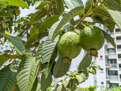 guava jacquelinechua.jpg