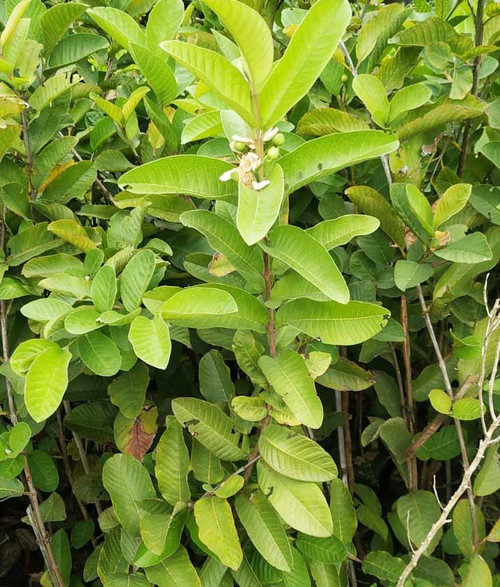 kg guava.jpg