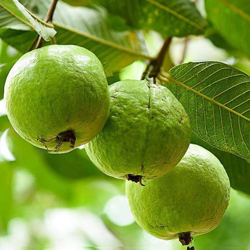 ubv plants guava tree amrud psidium guajava sardar l49 grown through seeds plant 16968910831756 600x.jpg