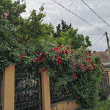 IMG 20260508 084758979 HDR