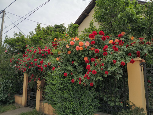 IMG 20260508 084816422 HDR.jpg