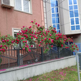 IMG 20260508 085022707