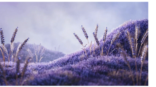 Seasons v2 Lavender Field — Cinematic Brand Hero PNG.png