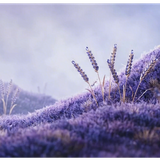 Seasons v2 Lavender Field — Cinematic Brand Hero PNG