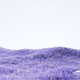 Seasons v2 Lavender Hero Banner — Wide Brand Landscape