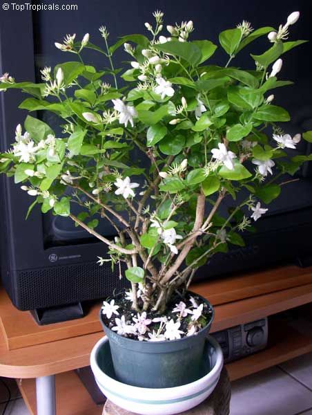 Jasminum sambac Maid of Orleans, Nyctanthes sambac, Maid of Orleans Arabian Jasmine, Hawaiian Pikake.jpg