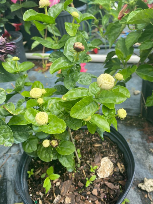 Jasmine Granduke of Tuscany Jasminum Sambac 10” Inch Pot Free Shipping to Eastern and Central States.jpg