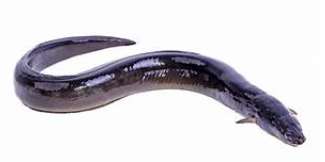 Aral / eel fish, 500g, Whole cleaned, Gross Weight Before Cleaning/Cutting