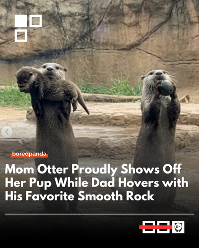 otter.png