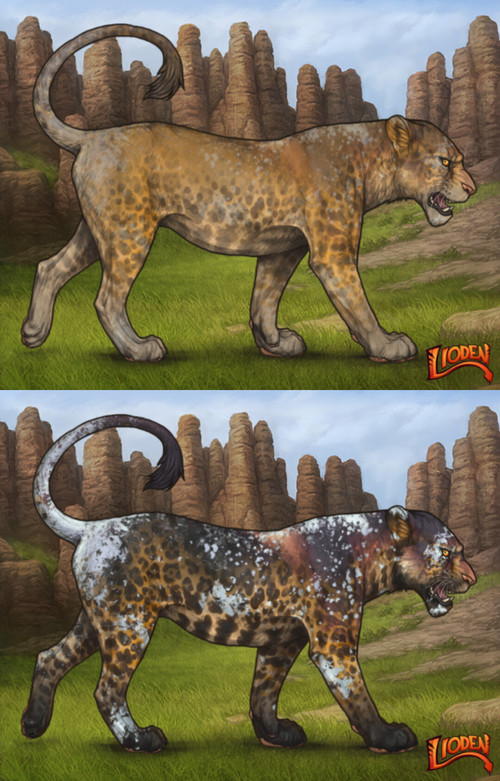 13096.jpg