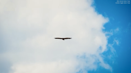 Golden Eagle Adem Öçal.png