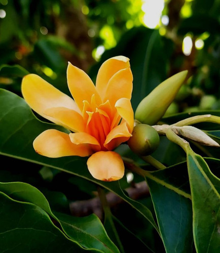 Explore 21 Interesting Orange Flowering Trees for Your Garden.jpg