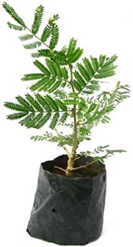 51rOXfrKDuL. SL1000 .jpg