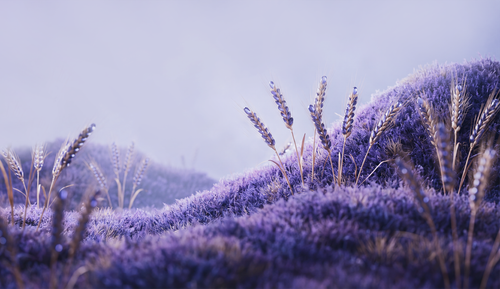 Seasons v2 Lavender Field Twilight — Photographic Atmosphere (Wide).png