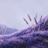 Seasons v2 Lavender Field Twilight — Photographic Atmosphere (Wide)