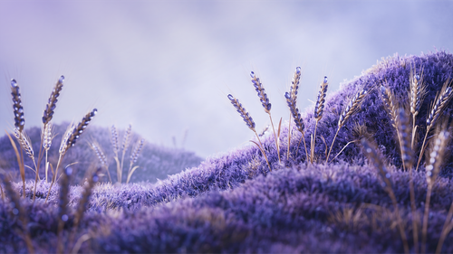 Seasons v2 Lavender Field — Wide Atmosphere PNG.png