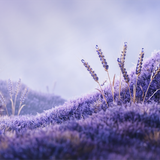 Seasons v2 Lavender Field — Wide Atmosphere PNG