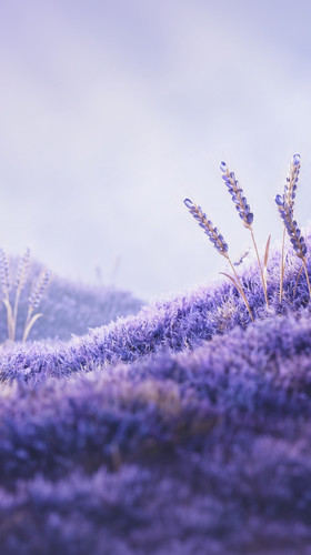 Seasons v2 Linktree Beacons Backdrop — Vertical JPG.jpg