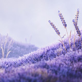 Seasons v2 Linktree Beacons Backdrop — Vertical JPG