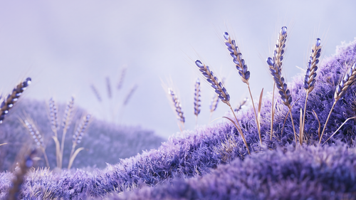 Seasons Horizontal Lavender Brand Wallpaper (Photographic).png