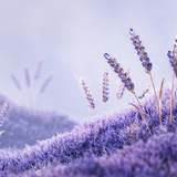 Seasons Horizontal Lavender Brand Wallpaper (Photographic)