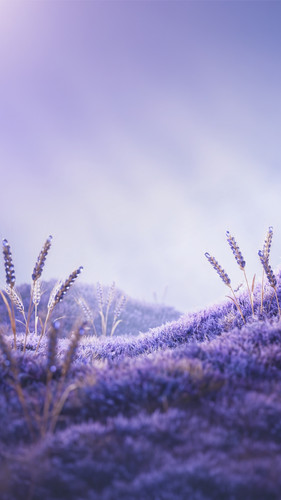 Seasons Vertical Lavender Brand Wallpaper (Photographic, Pure Atmosphere).jpg