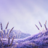Seasons Vertical Lavender Brand Wallpaper (Photographic, Pure Atmosphere)